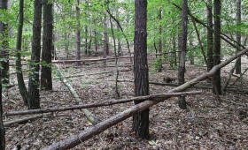 Kabinett beschließt Wiederbewaldungs- und Waldentwicklungsprogramm für den Harz