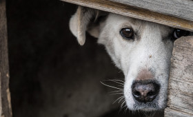 Beschlagnahmte Hunde in Brome: Halter bekommen Tiere nicht zurück 