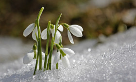 Winter oder Frühling? Bauernregel gibt Wetterausblick