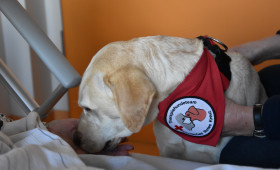 Therapiehund Alba: Ein Lichtblick auf Gifhorns Palliativstation