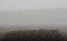 Leiferde: Leeres Storchen-Nest - Wo sind Fridolin und Mai? 