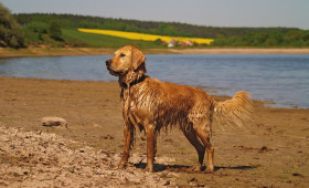 Von Grasfressen bis Schlammwälzen: Wenn sich Hunde seltsam verhalten
