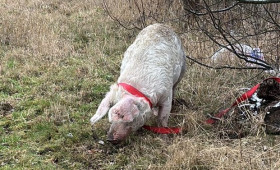 Abenteuerlustige Schweine: Flucht in Bad Harzburg endet vor Fleischerei
