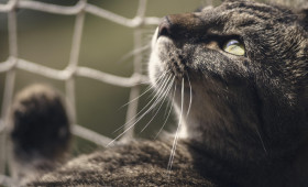 Liebe statt Labor: Ehemalige Versuchskatzen suchen ein Zuhause in Wolfsburg