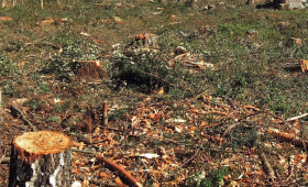 Helmstedt: Streit um Abholzung - Haben die Landesforsten illegal gehandelt?