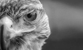 Braunschweig: Tierschutz und Feuerwehr kämpften um das Leben eines Bussards