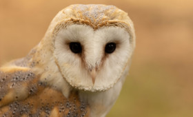 Eulen suchen Zuflucht: Wie man den gefiederten Jägern jetzt helfen kann