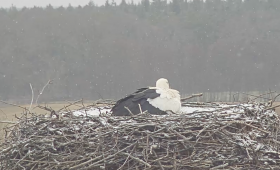 Erster Storch in Leiferde gelandet – ist es Fridolin?