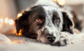 Tiergesundheit: So erkennen Sie Schmerzen bei Hund und Katze