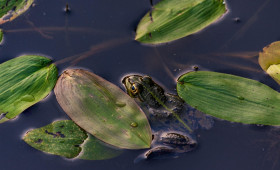 Den Gartenteich zum Leben erwecken - Die ersten Schritte nach dem Frost