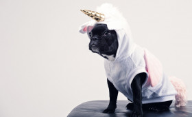 Gefährlicher Karnevalsspaß: Warum Haustiere keine Kostüme tragen sollten