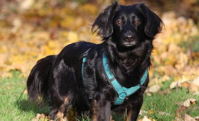 Winterpause beendet: Der Hundeplatz Salzgitter erwacht zu neuem Leben