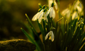Bußgeldfalle Schneeglöckchen: Warum der Frühling teuer werden kann
