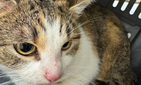 Ausgesetzt: Katze in Transportbox eingesperrt in Salzgitter gefunden