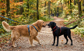 Gassi-Knigge: Verhaltenstipps für die Begegnung mit fremden Hunden