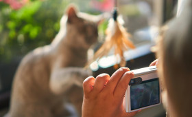 Cat Content: So macht’s richtig Klick