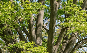 Braunschweig: Vor dem Schlosscarree steht jetzt ein besonderer Baum