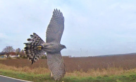 Wolfenbüttel: Angriff auf Habicht: Wer schoss auf "Alfons"? 