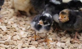 Braunschweiger Osterküken: Noch heute und morgen im Museum