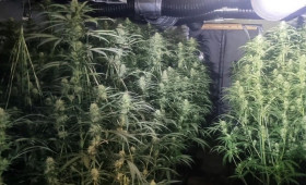 Polizei entdeckt große Cannabis-Plantage bei Haselünne