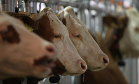 Niedersachsen verbietet Tiertransporte in Nahost-Konfliktregionen