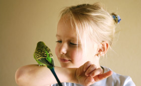 Flugstunden im Wohnzimmer - Für Wellensittiche unverzichtbar 