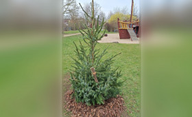 Ungewöhnliche Tat: Diebe stehlen frisch gepflanzten Baum in Wolfenbüttel