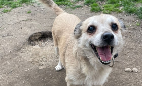 Hoffnung für Martha: Charakterstarke Hündin sucht Herzensmenschen in Peine