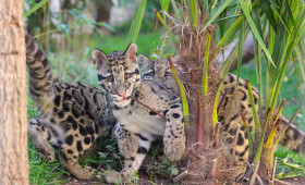 Neues Ausflugsziel im Kreis Helmstedt: Artenschutzzentrum Grasleben öffnet