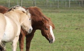 Jay Leno: Verbrennerautos werden Schicksal von Pferden teilen