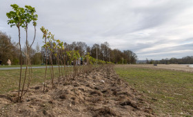Darum stehen jetzt Wildrosen-Hecken am Salzgittersee