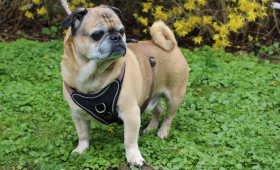 Herrchen gestorben: Barney sucht jetzt einen neuen Besitzer