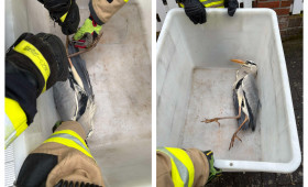 Kreis Helmstedt: Feuerwehr rettet Graureiher aus misslicher Lage