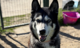 Herz zu verschenken Braunschweig: Diese Vierbeiner suchen ein Zuhause 