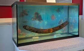 Stoßzahn aus dem Salzgittersee wird im Museum ausgestellt