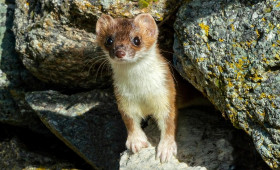 Autofahrer aufgepasst: Die Hochsaison für Marderschäden hat begonnen