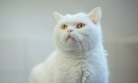 Samtpfote Olaf aus Braunschweig sehnt sich nach einem neuen Zuhause