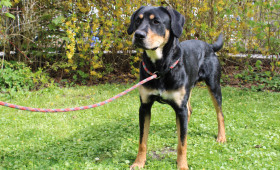Freund fürs Leben: Mischlingshund Bali sucht seine Menschen in Braunschweig