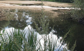 Goslar: Herzberger Teich wird abgesenkt