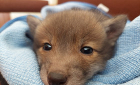 Salzgitter: Hundebesitzer rettet Fuchs-Welpen