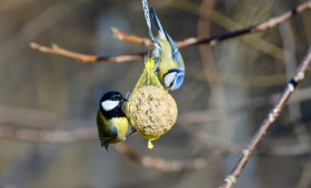 Wer frisst was in der Vogelwelt?