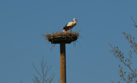 Freudige Aussichten in Wolfenbüttel: Gibt es hier bald Storchen-Nachwuchs?