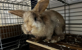 Einsames Kaninchen: Fossi aus Braunschweig sucht ein neues Zuhause