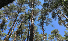 Waldzustand in Deutschland bleibt kritisch