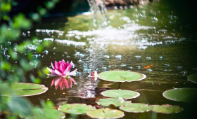 So kommt Ihr Gartenteich gut durch den Sommer