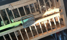 Zoll entdeckt 14 Dackelwelpen und zwei tragende Hündinnen