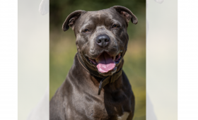 Braunschweig: Hund Günter sucht erfahrene Halter