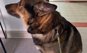 Goslar: Angeleint und nicht wieder abgeholt: Polizei sucht Hundebesitzer