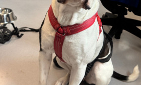 Hund ausgesetzt: Polizei Wolfenbüttel bittet um Hinweise