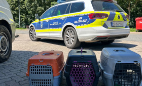 Hunde und Katzen bei Kontrolle auf der A2 bei Braunschweig sichergestellt